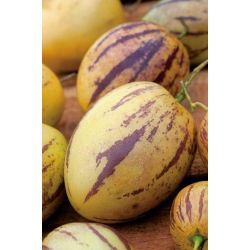 Melon Pear, semințe de Pepino - Solanum muricatum - 11 semințe