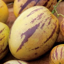 Melon Pear, semințe de Pepino - Solanum muricatum - 11 semințe