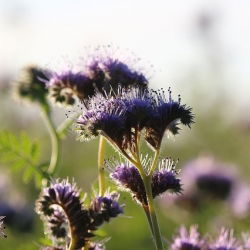 Facelia - Phacelia tanacetifolia - 500 g - Fissatore di azoto per arricchimento del suolo - Semi Freschi