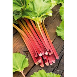 Rhubarb "Victoria" - 50 g - 