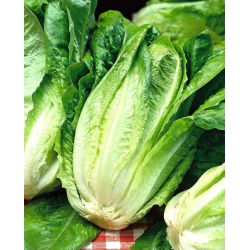 Zelena salata "Lentissima a Montare 3" - blijedozelena - 950 sjemenki - Lactuca sativa L. var. longifolia - sjemenke