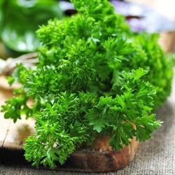 Магданозът мъхове Набъбнали семена - Petroselinum crispum - 1200 семена