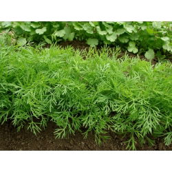 Taman dill "Emerald" - 500 g - 