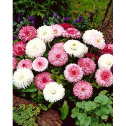 Kaunokainen - Monstrosa - 600 siemenet - Bellis perennis