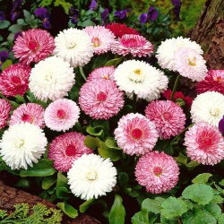 Kaunokainen - Monstrosa - 600 siemenet - Bellis perennis