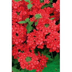 Садова вербена - червоний сорт; садова вербена - 120 насіння - Verbena x hybrida 