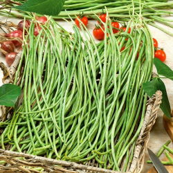 Cowpea "Metro Hitam" - 