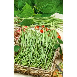 Cowpea "Metro Hitam" - 