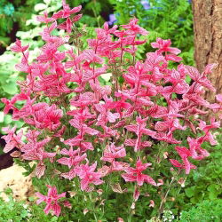 Jaarlijkse clary - roze; Orval - 