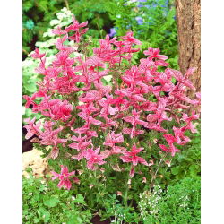 Jaarlijkse clary - roze; Orval - 
