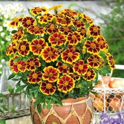 Souci mexicain "Marietta" - fleurs comestibles; Souci aztèque - 