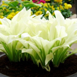 Funkiasläktet - White Feather - Hosta