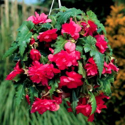 Begonia ×tuberhybrida pendula - roze - pakket van 2 stuks