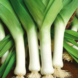 Porrulauk - Bulgaarse Reuzen - 320 seemned - Allium ampeloprasum L.