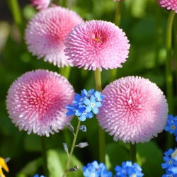 Pink daisy + forget-me-not - benih 2 spesies - 