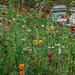 Melliferous planter - et udvalg af flerårige planter til tørrer pletter - 0,5 kg - 