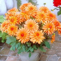 Dahlia Autumn Fairy