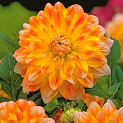 Dahlia virsikud ja koor - 