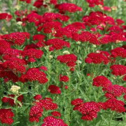Spoločný rebrík - Rood - červený - Achillea millefolium