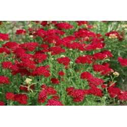 Spoločný rebrík - Rood - červený - Achillea millefolium