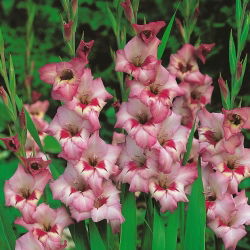 Gladiolus Vera Lynn - 5 tk; mõõga liilia - 