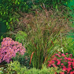 Switchgrass - Rotstrahlbusch
