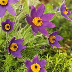 Tésztavirág - kék virág - csemete; pasqueflower, common pasque flower, European pasqueflower