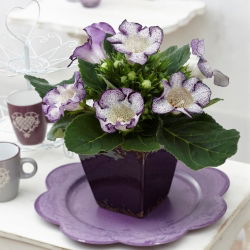 Gloxinia "Tigrinia Blue" - witblauwe, gespikkelde bloemen; Canterbury klokken, echte gloxinia - 