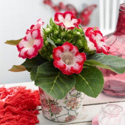 Gloxinia "Tigrinia Red" - hvitrøde, flekkete blomster; Canterbury-bjeller, ekte gloxinia - 