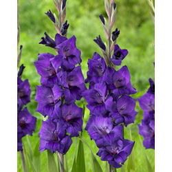 Gladiolus - bunga ungu - 5 biji mentol bersaiz XXL - 