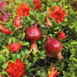 Semințe de piure de rodie - Punica granatum var. Nana - 27 semințe