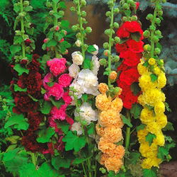 Alcea, mješavina ruže (Hollyhocks) - lukovica / gomolj / korijen - Althaea rosea