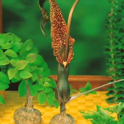 Arum Cornutum - ampul / yumru / kök