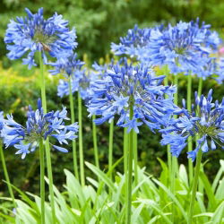 Agapanthus - mėlynas