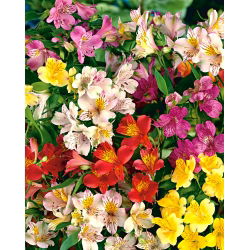 Alstroemeria