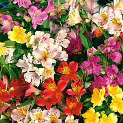 Alstroemeria