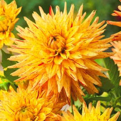Dahlia Hy Pimento - củ / củ / rễ
