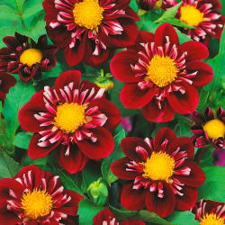 Dahlia Ấn tượng Fantastico - củ / củ / rễ
