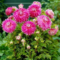 Dahlia Vancouver
