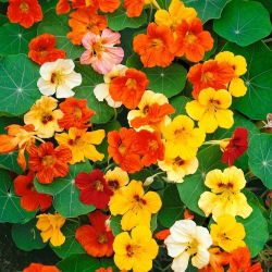 Lichořeřišnice větší - Tropaeolum majus - Zářivé popínavé květy – vodopády až 3m - Čerstvá semena