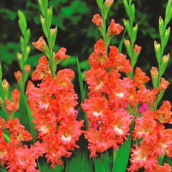 Gladiool Frizzled Coral Lace - pakend 5 tk - Gladiolus Frizzled Coral Lace