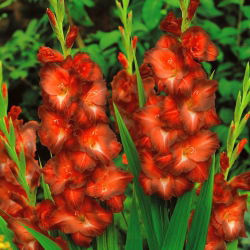 Gladiool Chocolate - pakend 5 tk - Gladiolus Chocolate