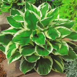 Hosta, Plantain Lily Minute Man - ampul / yumru / kök