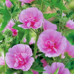Stokkrose - Parkrondell - Alcea 