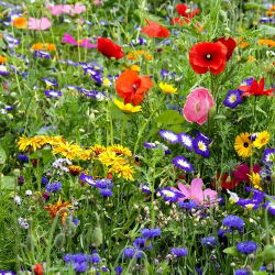 Blomstereng - blanding af over 40 vilde blomsterarter - 100 g - Rig mangfoldighed, levende havemix - Friske frø