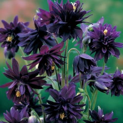 Akvilegija, Columbine, bakina čizma Crna Barlow - lukovica / gomolj / korijen - Aquilegia vulgaris