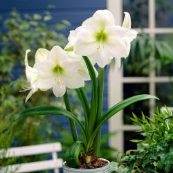 Hippeastrum Mont Blanc - ampul / yumru / kök