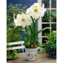 Hippeastrum Mont Blanc - ampul / yumru / kök