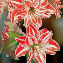 Hippeastrum Dans Kraliçesi - ampul / yumru / kök