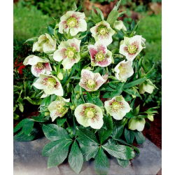 Hellebores - Bollene; Lenten rose